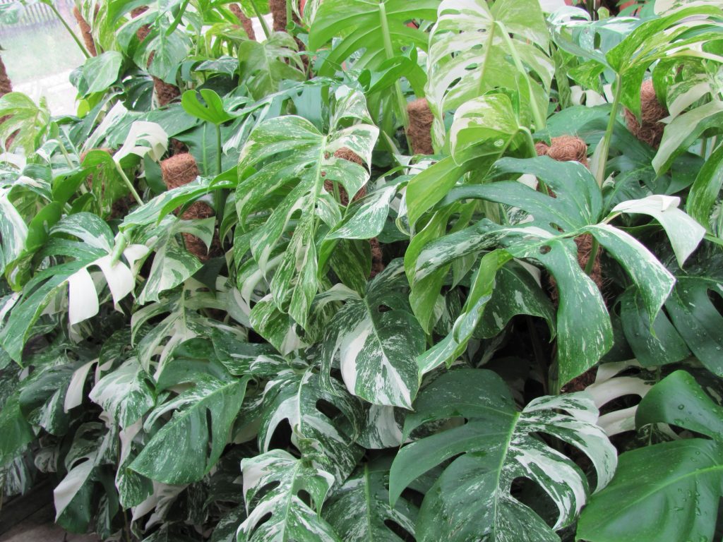 Monstera delicosa variegata