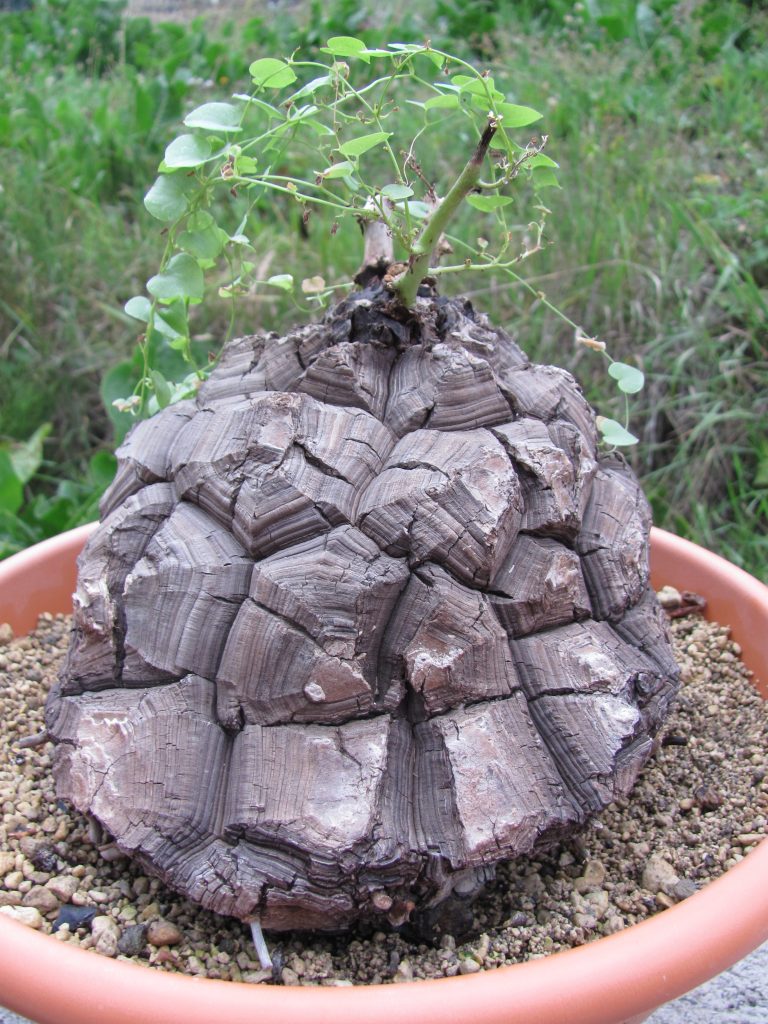 Schildkrötenpflanze Dioscorea elephantipes