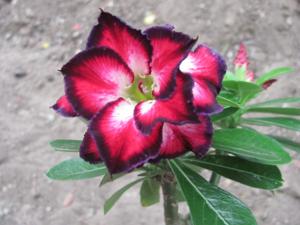 Blüte einer Adenium obesum - Wüstenrose