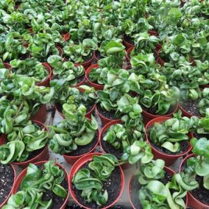 Hoya carnosa compacta krinkle