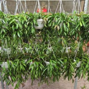 Hoya wayetii, Wachsblume