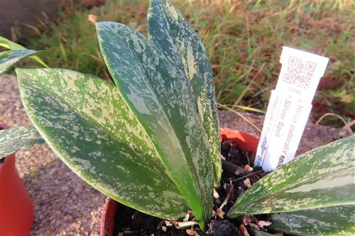 Hoya pubicalix Silver Pink, Wachsblume