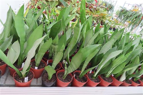 Sansevieria trifasciata Moonshine