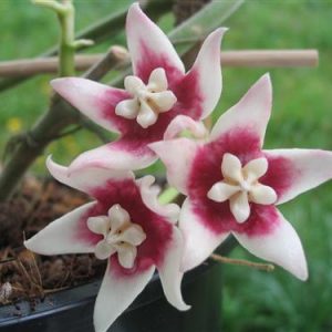 Hoya calyc stargazer