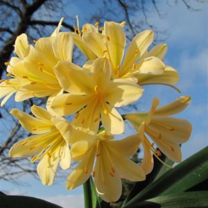Clivia miniata citrina