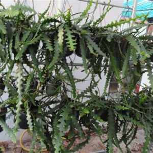 Cryptocereus anthonyanus, Blattkakteen