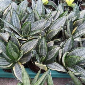 Bogenhanf, Sansevieria hahnii Diamond silver