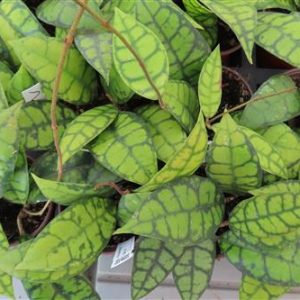 Hoya callistophylla Black Cat