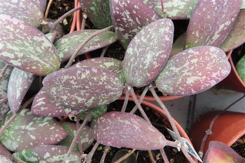 Hoya sigillatis round leaf