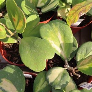 Hoya obovata variegata