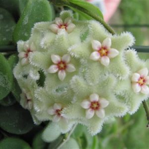 Hoya mathilde