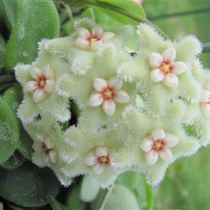 Hoya mathilde, Wachsblume