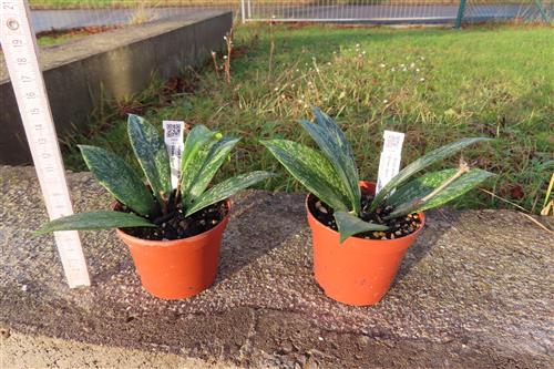 Hoya pubicalix Silver Pink, Wachsblume – Bild 3