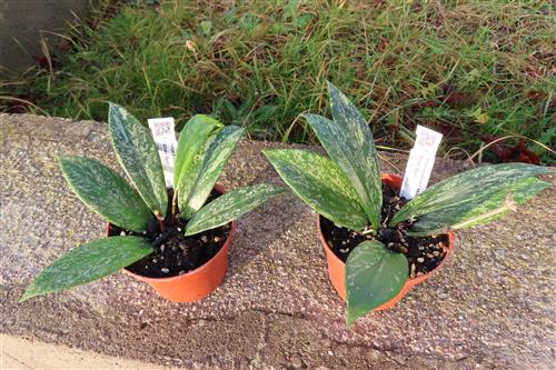 Hoya pubicalix Silver Pink, Wachsblume – Bild 2