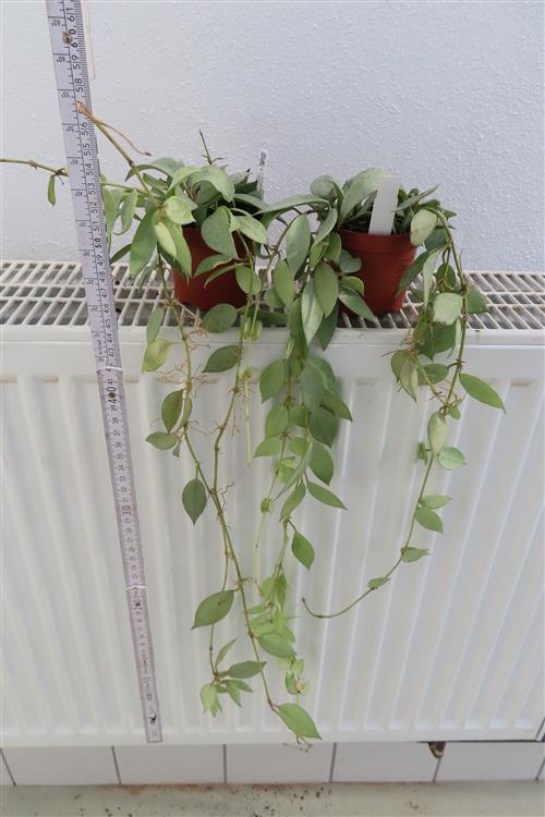 Hoya lacunosa mint – Bild 3