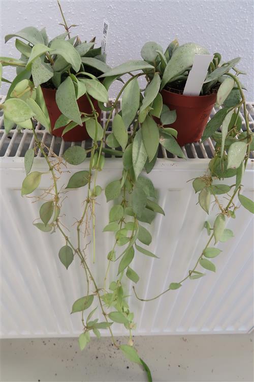Hoya lacunosa mint – Bild 2