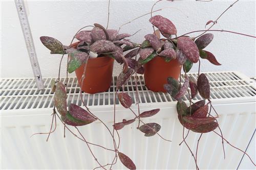 Hoya sigillatis round leaf – Bild 4