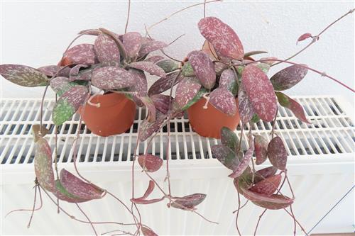 Hoya sigillatis round leaf – Bild 3