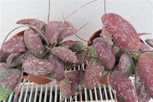 Hoya sigillatis round leaf – Bild 2