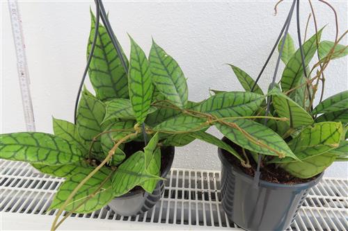 Hoya callistophylla KAL 16 Star of Samoa – Bild 2
