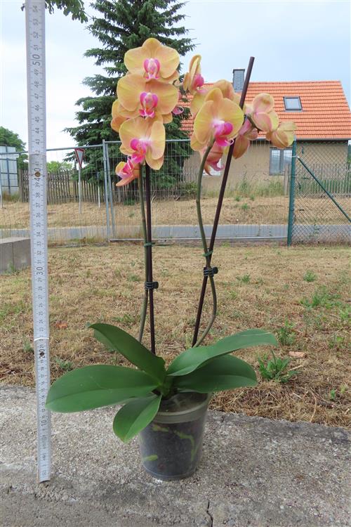Orchidee Phalaenopsis – Bild 3