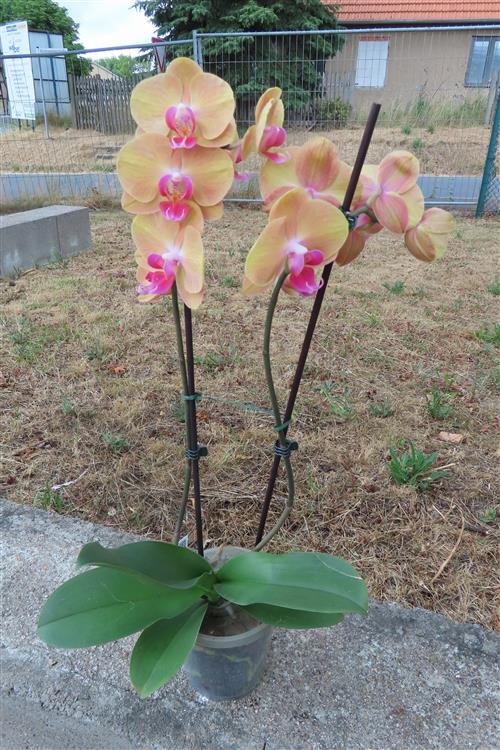 Orchidee Phalaenopsis – Bild 4
