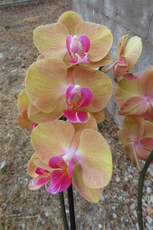 Orchidee Phalaenopsis – Bild 2