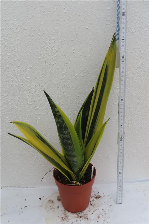 Sansevieria Golden Flame – Bild 3
