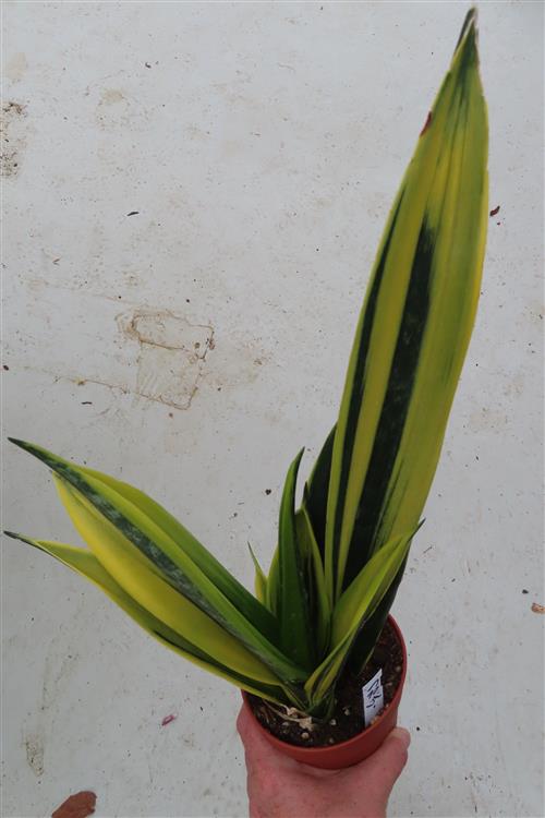 Sansevieria Golden Flame – Bild 2