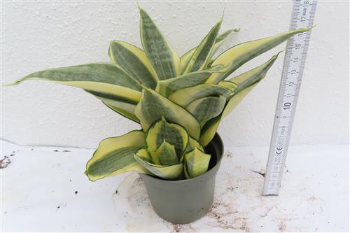 Sansevieria Golden Hahnii – Bild 3