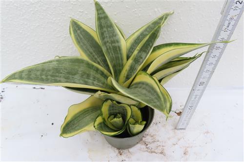 Sansevieria Golden Hahnii – Bild 2