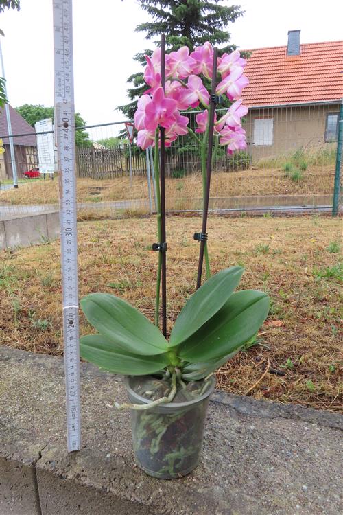 Orchidee Phalaenopsis – Bild 3