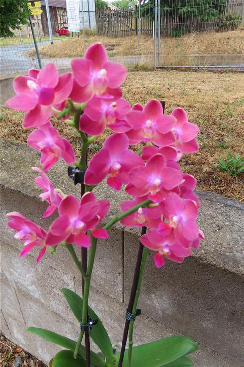 Orchidee Phalaenopsis – Bild 2