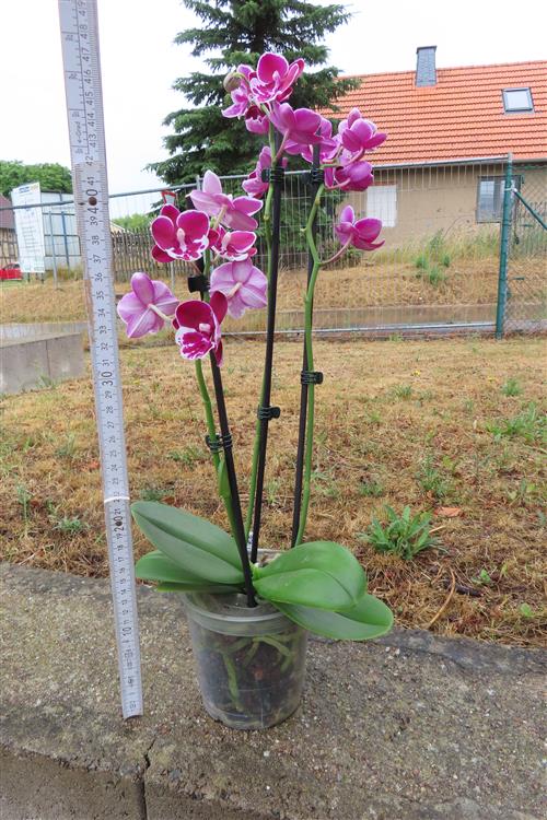Orchidee Phalaenopsis – Bild 3