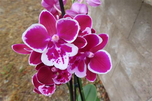 Orchidee Phalaenopsis – Bild 2