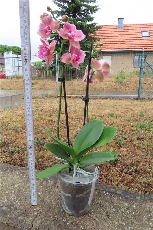 Orchidee Phalaenopsis – Bild 2