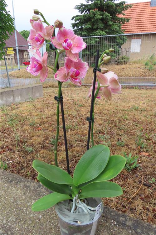 Orchidee Phalaenopsis – Bild 3