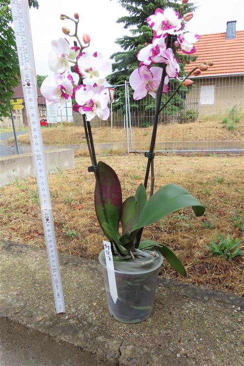 Phalaenopsis rosa Emily – Bild 2