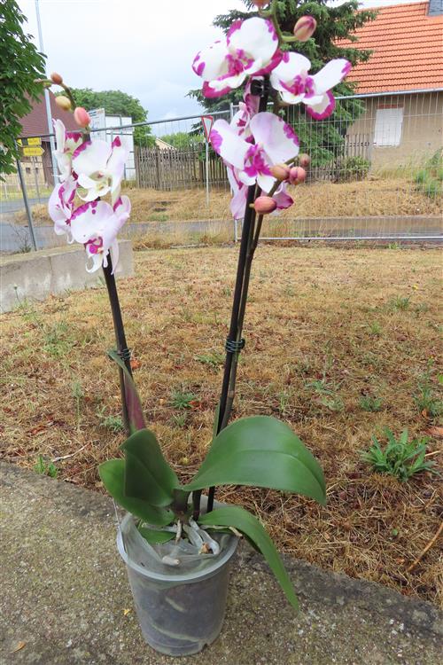 Phalaenopsis rosa Emily – Bild 3