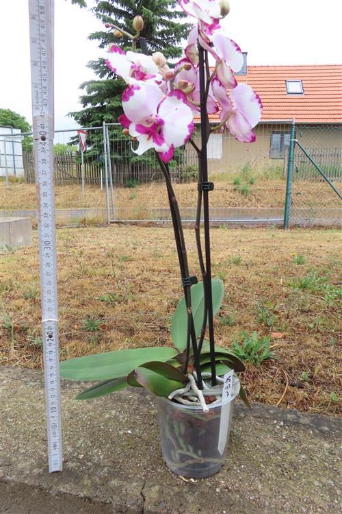 Phalaenopsis rosa Emily – Bild 3