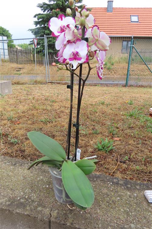 Phalaenopsis rosa Emily – Bild 2