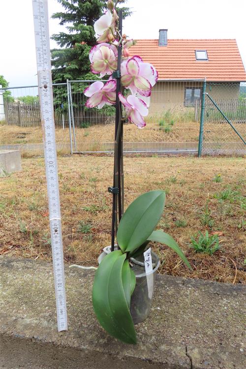 Phalaenopsis rosa Emily – Bild 3