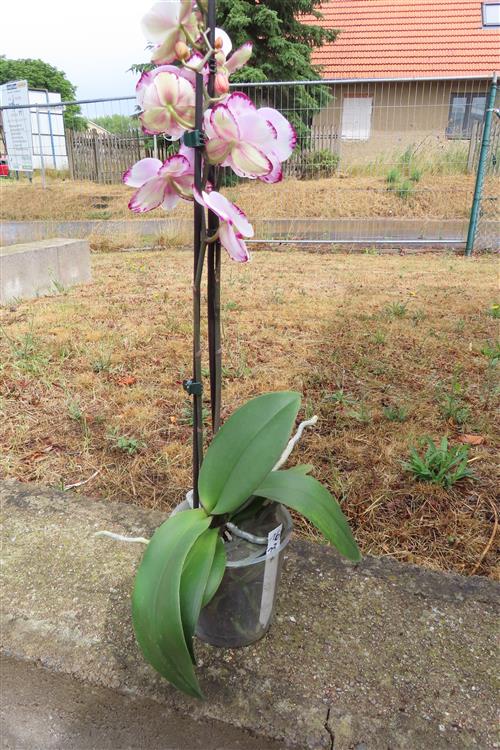 Phalaenopsis rosa Emily – Bild 2