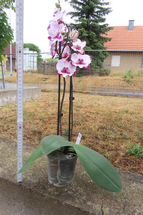 Phalaenopsis rosa Emily – Bild 3