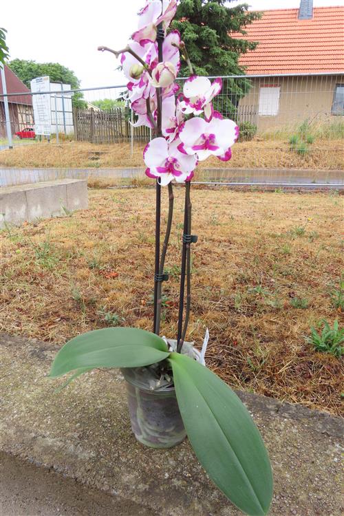 Phalaenopsis rosa Emily – Bild 2