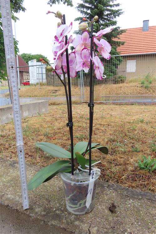 Phalaenopsis rosa Emily – Bild 4
