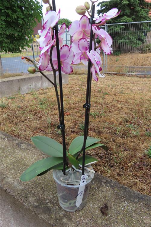Phalaenopsis rosa Emily – Bild 3
