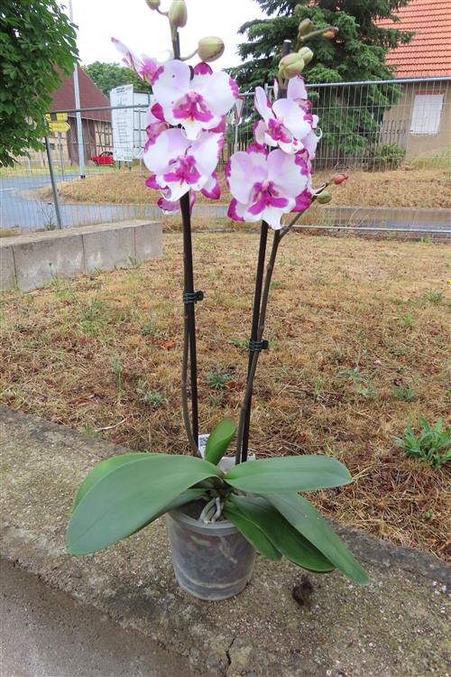 Phalaenopsis rosa Emily – Bild 2