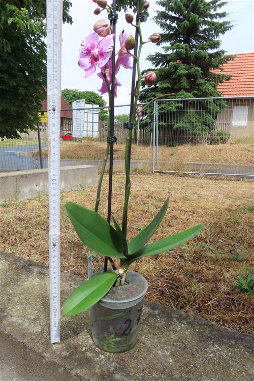 Phalaenopsis rosa Naomi – Bild 3