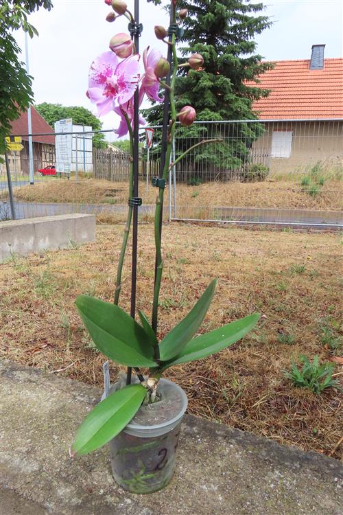 Phalaenopsis rosa Naomi – Bild 2